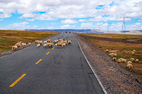 高原马路羊群背景图片
