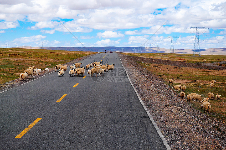 高原马路羊群图片
