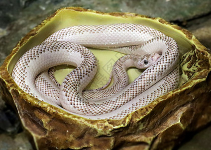 毒蛇蛇杏黄金木高清图片