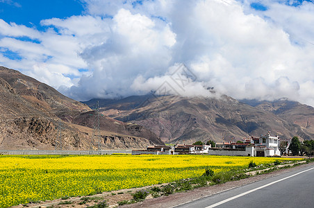 高原路边油菜花高清图片