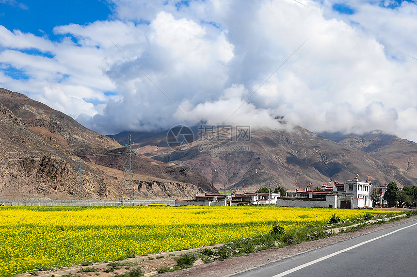 高原路边油菜花图片