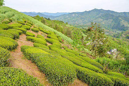 茶园风光图片