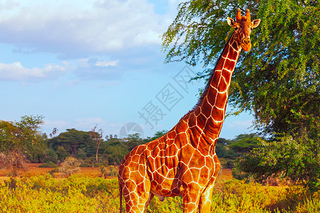 长颈鹿非洲野生动物高清图片