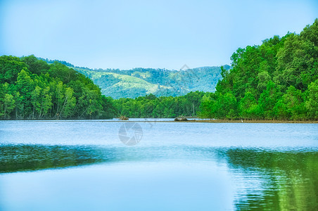 马来西亚森林马来西亚沙巴红树林景观背景