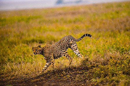 猎豹非洲豹高清图片