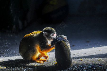 猴子猴子吃东西高清图片