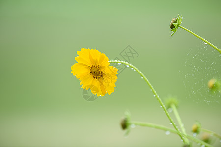 红飘带素材网花草素材背景