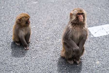 藏猕猴藏猕猴保护区高清图片