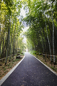 夏季竹林背景图片