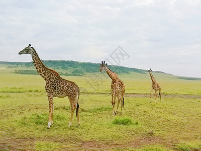 东非大草原的长颈鹿图片