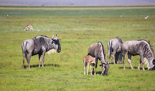 肯尼亚动物肯尼亚的角马家族背景