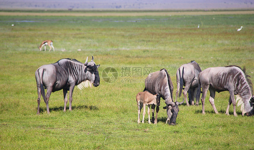 肯尼亚的角马家族图片