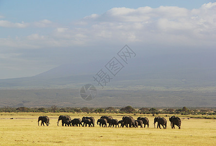 成群大象家族背景图片