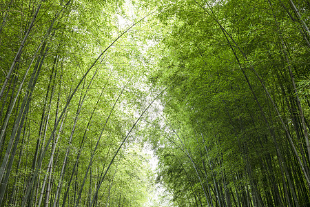 竹木纹夏天竹林背景