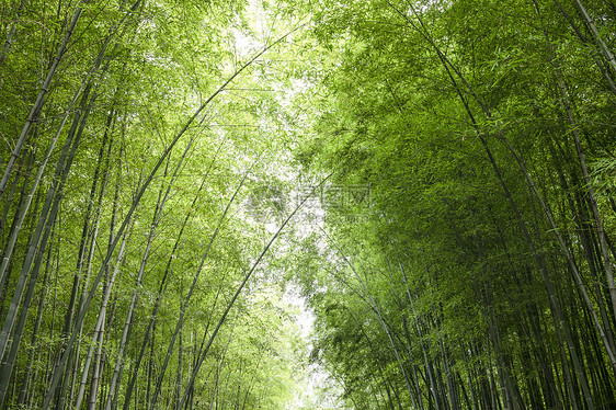 夏天竹林图片