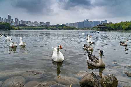 鸭稻西安曲江池公园的鹅群背景