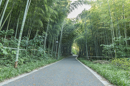 竹林小道图片