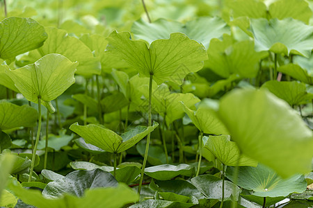 夏季荷叶大暑之清新绿植高清图片