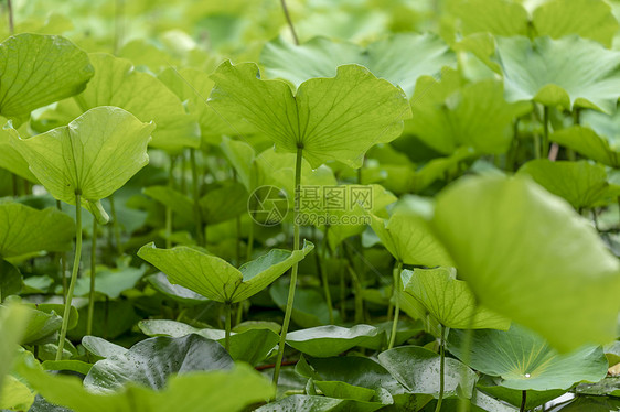 夏季荷叶图片