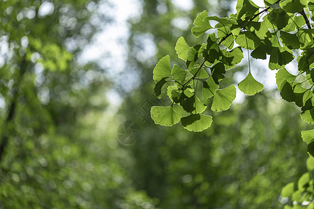 阳光绿植银杏背景