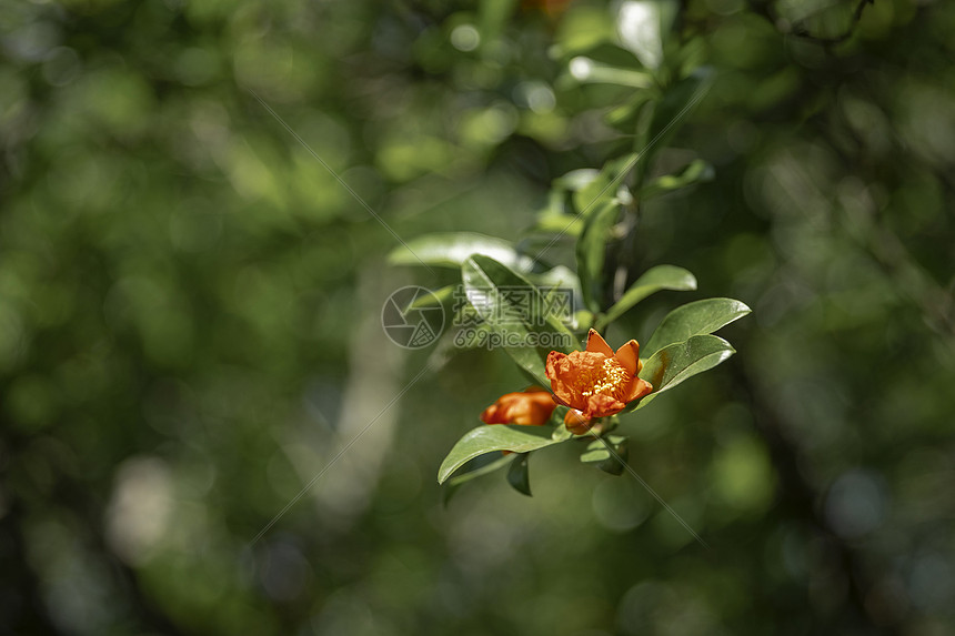 石榴花图片