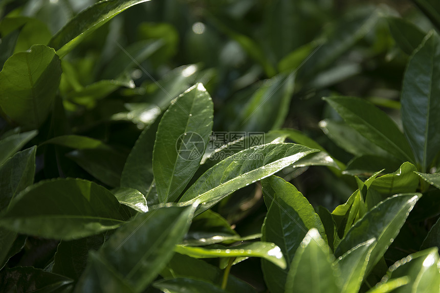 植物图片