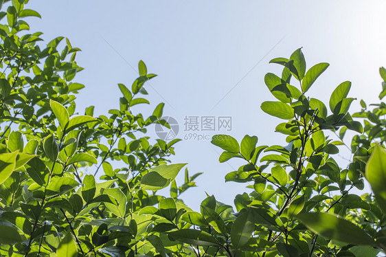 夏季植物图片