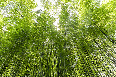 森林插画夏日竹林背景