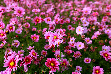 花朵素材格桑花波斯菊背景