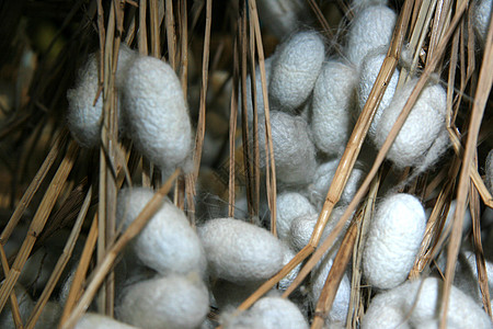 传统手工织布蚕茧背景