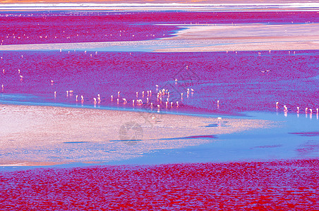 玻利维亚盐湖红湖风光背景