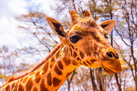 长颈鹿特写动物头部素材高清图片
