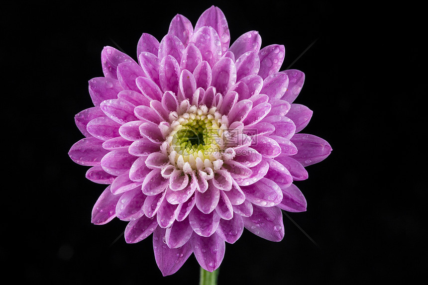 完整菊花特写图片