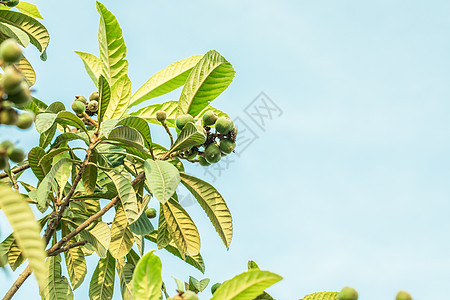 枇杷果树枇杷树上正在生长的青枇杷背景