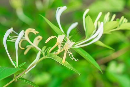 金银花树上生长旺盛的金银花高清图片