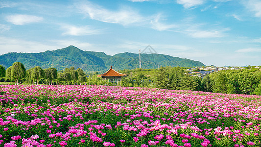 自然花海紫色花海高清图片