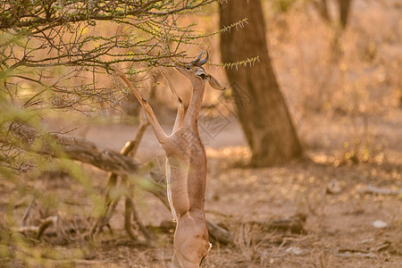 长颈羚图片