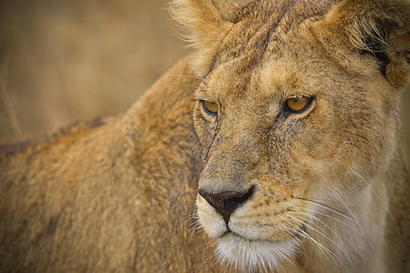 狮子的眼神猫科动物母狮高清图片