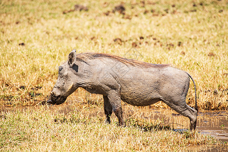 非洲野猪图片