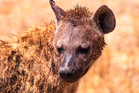 非洲鬣狗特写图片