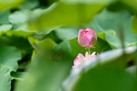 荷花图片