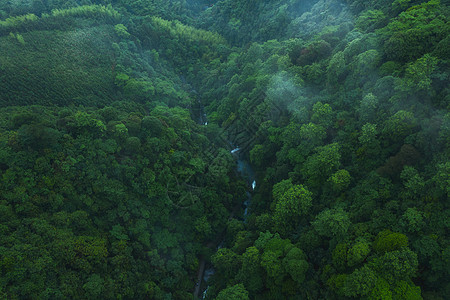 环境绿化桂林森林航拍背景
