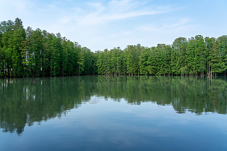 武汉东湖杉美术馆水杉倒影风景高清图片