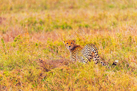 非洲猎豹动物非洲豹高清图片