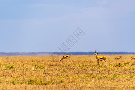 东非草原野生动物游猎高清图片