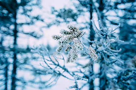 蓝雪花贝加尔湖冰霜背景