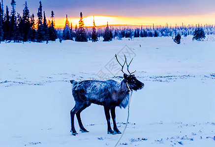 雪地极光北极圈驯鹿背景