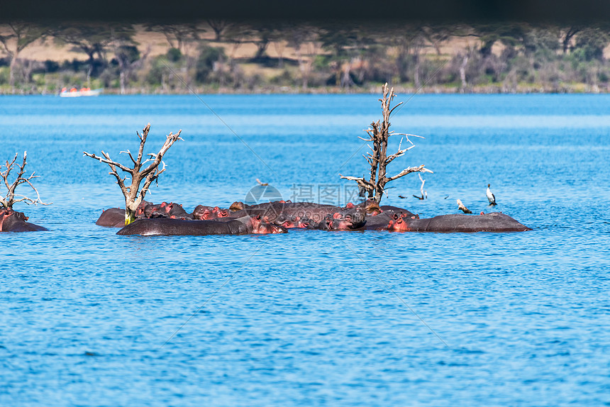 奈瓦沙湖中的河马群图片