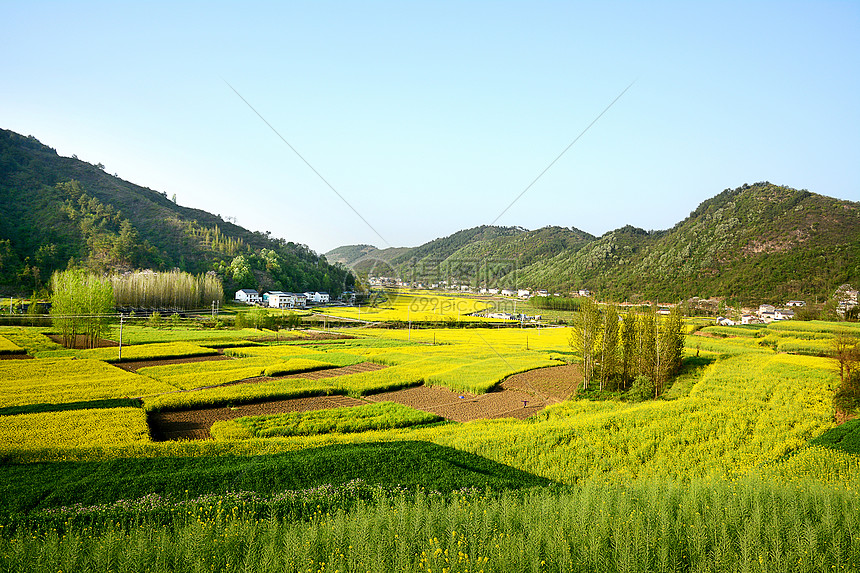 乡村油菜花田图片