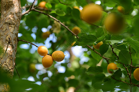 树上干杏新疆小白杏子背景